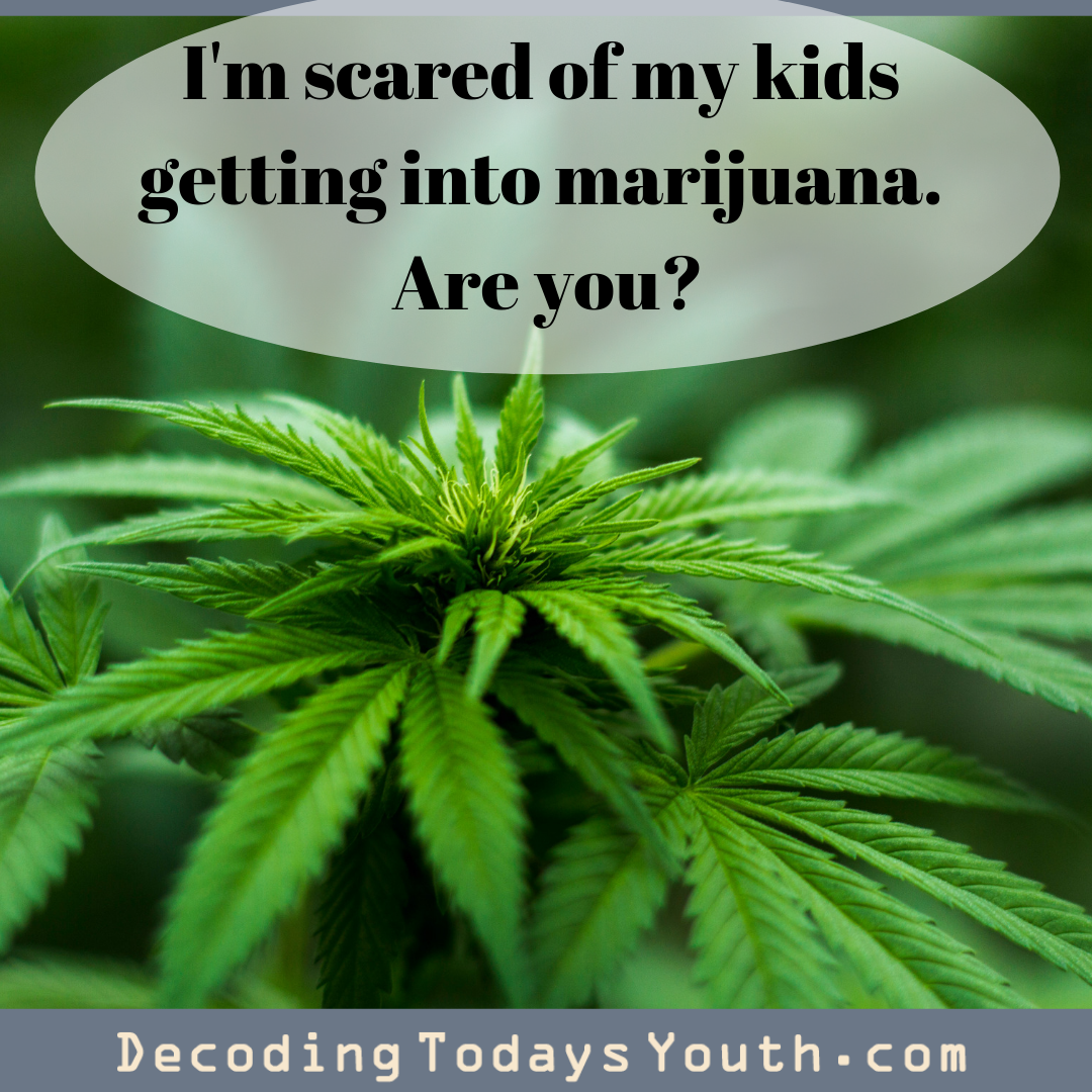 pic of marijuana blog post cover